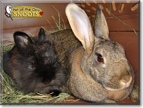 Snoots, the Pet of the Day Snoots, the Pet of the Day