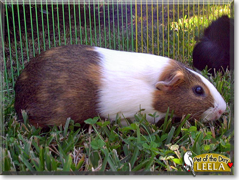 Leela, the Pet of the Day Leela, the Pet of the Day