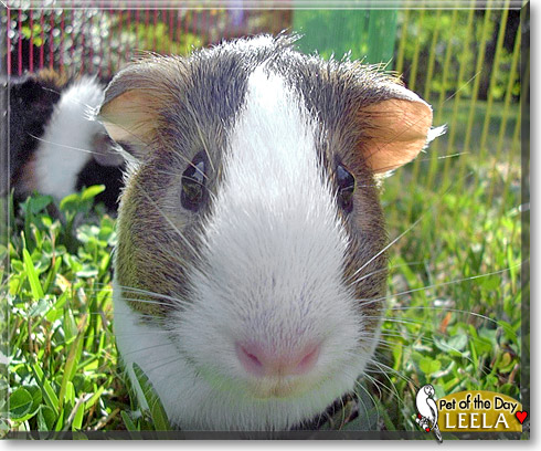 Leela, the Pet of the Day Leela, the Pet of the Day