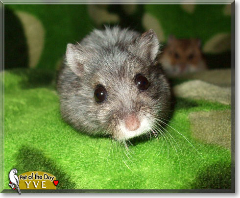 Yve, the Pet of the Day Yve, the Pet of the Day