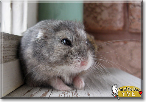 Yve, the Pet of the Day Yve, the Pet of the Day