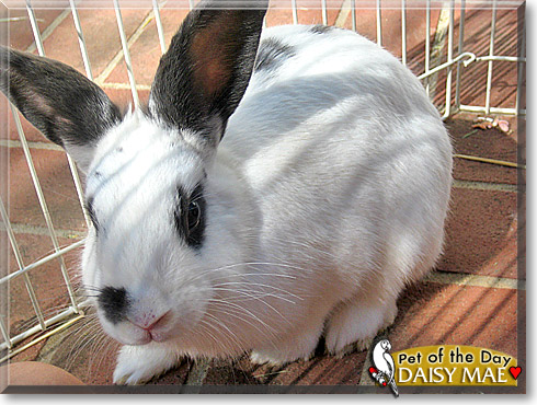 Daisy Mae, the Pet of the Day Daisy Mae, the Pet of the Day