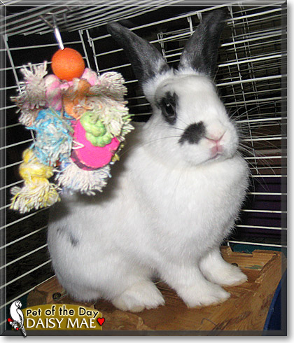 Daisy Mae, the Pet of the Day Daisy Mae, the Pet of the Day