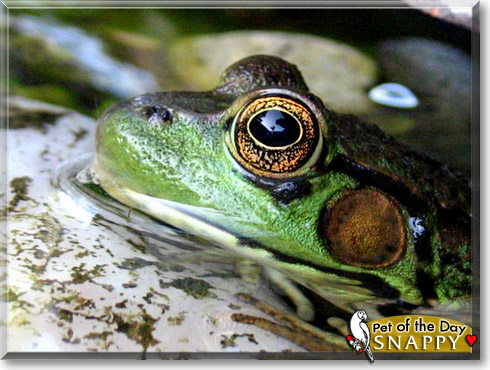 Snappy, the Pet of the Day Snappy, the Pet of the Day