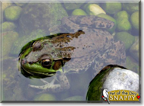 Snappy, the Pet of the Day Snappy, the Pet of the Day