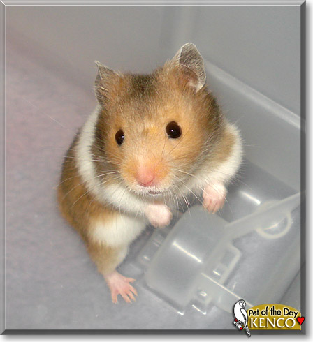 Kenco, the Pet of the Day