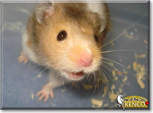 Kenco, the Pet of the Day