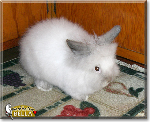 Bella, the Pet of the Day
