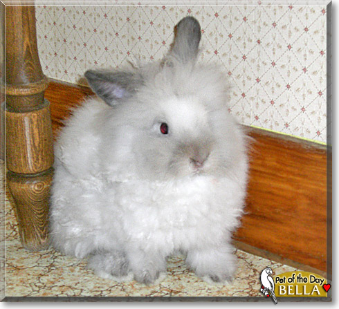 Bella, the Pet of the Day