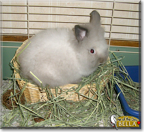 Bella, the Pet of the Day