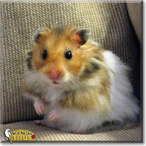 Titus, the Pet of the Day Titus, the Pet of the Day