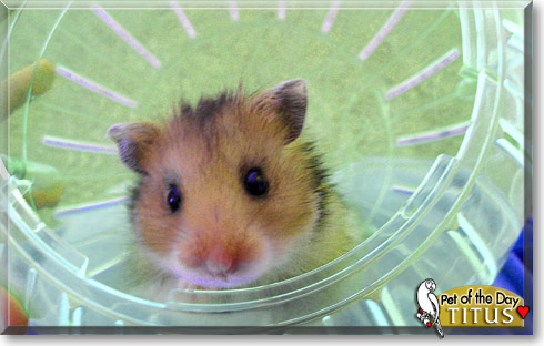 Titus, the Pet of the Day Titus, the Pet of the Day