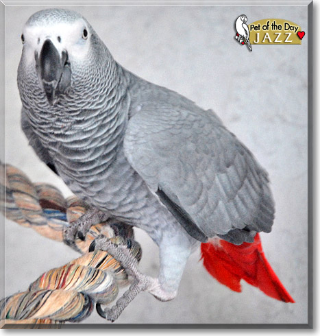 Jazz, the Pet of the Day