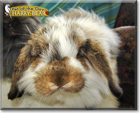 Harry-bear, the Pet of the Day