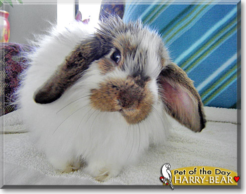 Harry-bear, the Pet of the Day