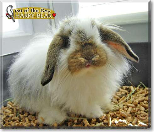 Harry-bear, the Pet of the Day