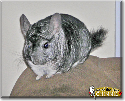 Chinnie, the Pet of the Day Chinnie, the Pet of the Day