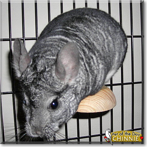 Chinnie, the Pet of the Day Chinnie, the Pet of the Day