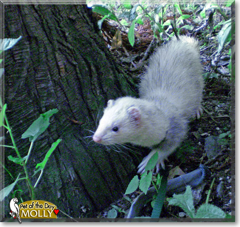 Molly, the Pet of the Day Molly, the Pet of the Day