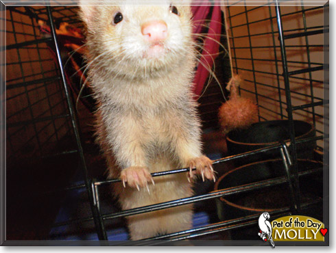 Molly, the Pet of the Day Molly, the Pet of the Day