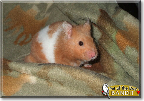 Bandit, the Pet of the Day Bandit, the Pet of the Day