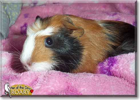 Roary, the Pet of the Day Roary, the Pet of the Day