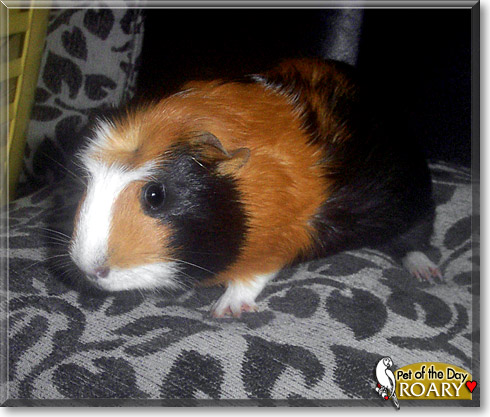 Roary, the Pet of the Day Roary, the Pet of the Day