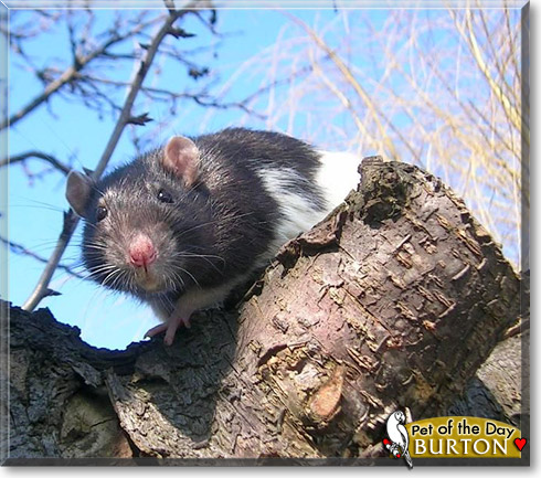 Burton, the Pet of the Day Burton, the Pet of the Day