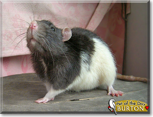 Burton, the Pet of the Day Burton, the Pet of the Day
