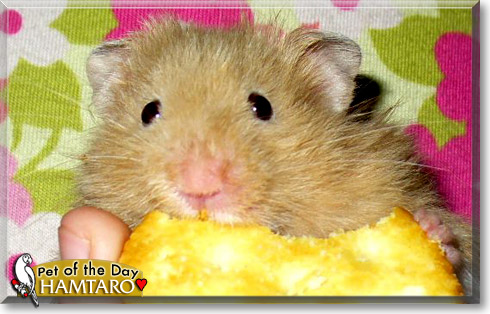 Hamtaro, the Pet of the Day Hamtaro, the Pet of the Day