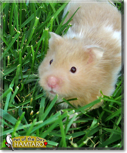 Hamtaro, the Pet of the Day Hamtaro, the Pet of the Day