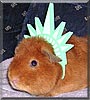 Teddy the Guinea Pig