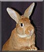 Topaz the Rex Rabbit