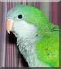 nOOdles the Quaker Parrot