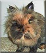 Munchie the Lionhead Dwarf Rabbit