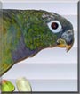 Birdie the Maximillian Pionus