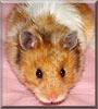 Mocha the Syrian Hamster