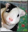 Molly the Guinea Pig