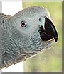 Max the African Grey Parrot
