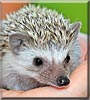 Mel the Hedgehog