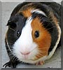 Charlie the Guinea Pig