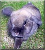 Willow the Holland lop rabbit