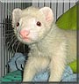 Moe the DEW Ferret