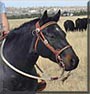 Cash the Quarter Horse