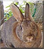 Snoots the Cottontail, Rex
