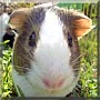 Leela the Guinea Pig