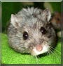 Yve the Dwarf Hamster