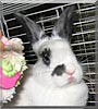 Daisy Mae the Holland Lop Rabbit