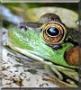Snappy the Frog