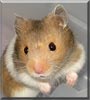 Kenco the Syrian hamster